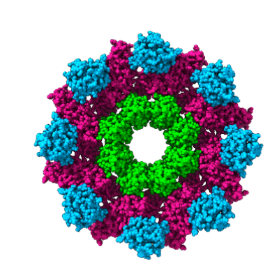 The ring-like structure of the SARM1 protein, developed with X-ray crystallography and cryo-electron microscopy.